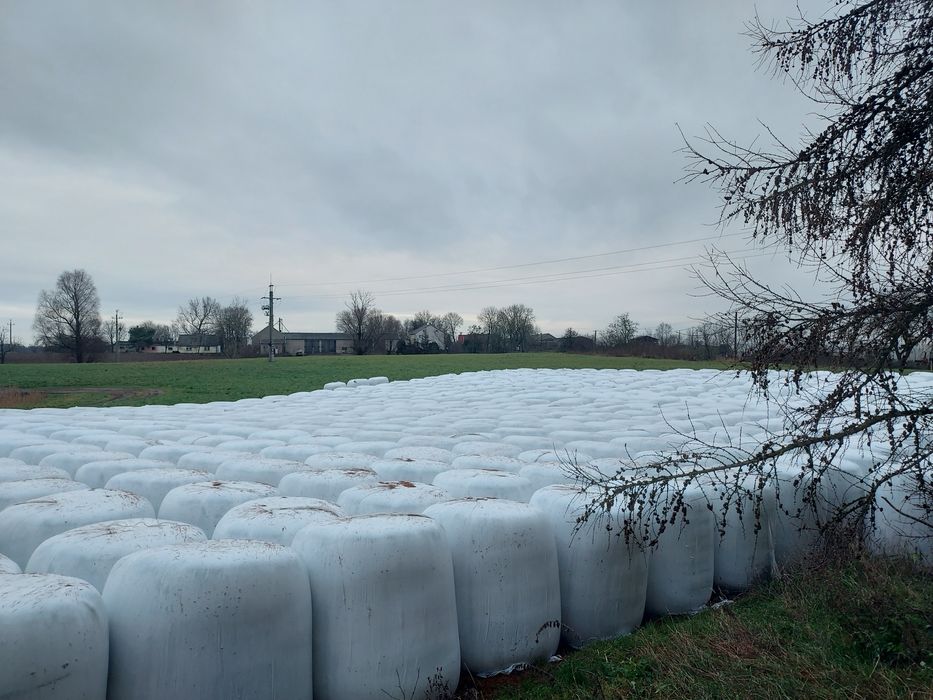 Wysłodki buraczane w belach