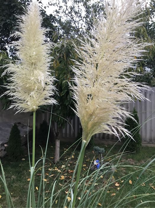 Кортадерия белая