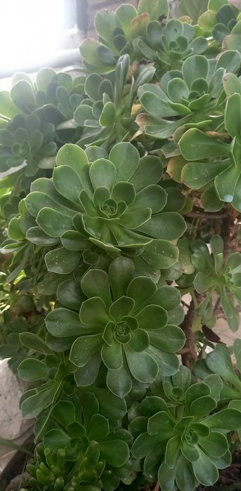 Aeonium- planta- jardim