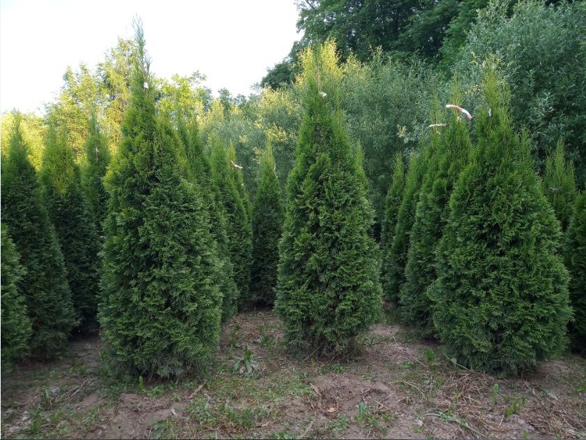 Tuja, tuje szmaragd brabant,kurnik, kolumna, tuje do 300cm, SADZIMY