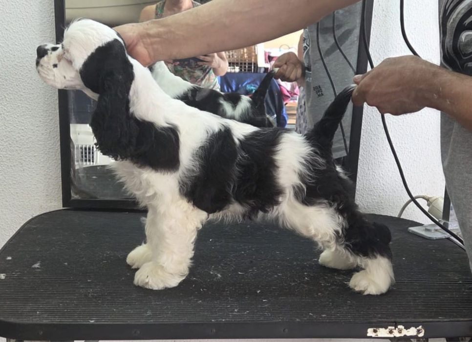 Animais de companhia -Cocker Spaniel Americano