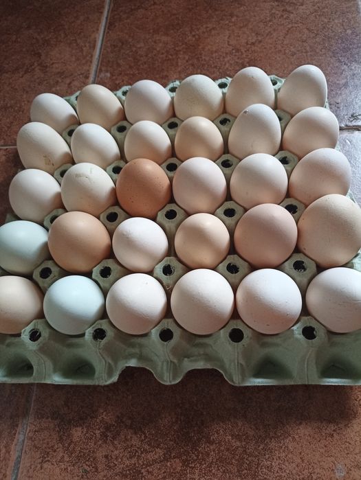 Sprzedam jajka wiejskie