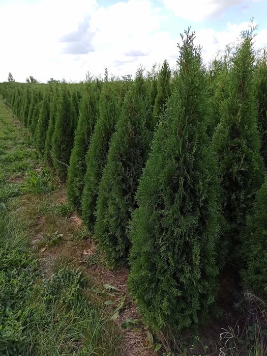 Tuja tuje szmaragd z gruntu gęste 200cm 2m
