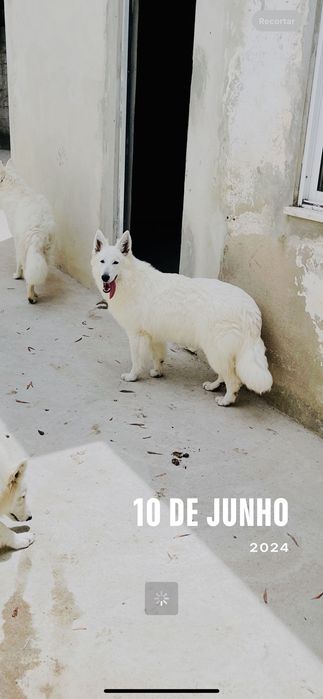 pastor branco suíço macho