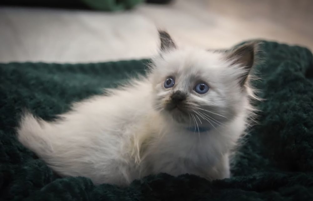 Kociak Syberyjski Neva Masquerade po Championach FPL FIFE, nie Ragdoll