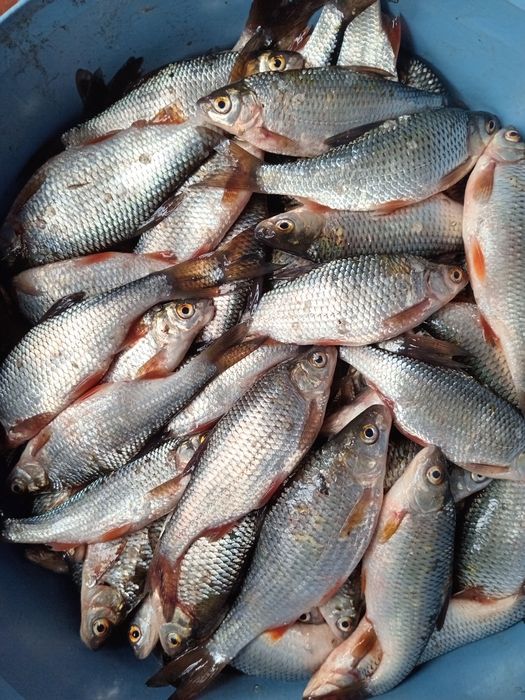 Плотва свіжого вилову   з ікрою доставка .