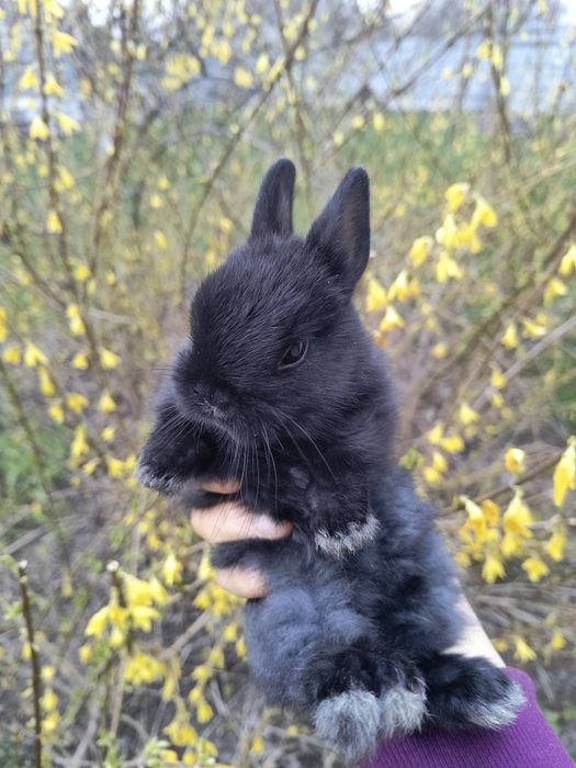 Кролик Мини Нидерланский.