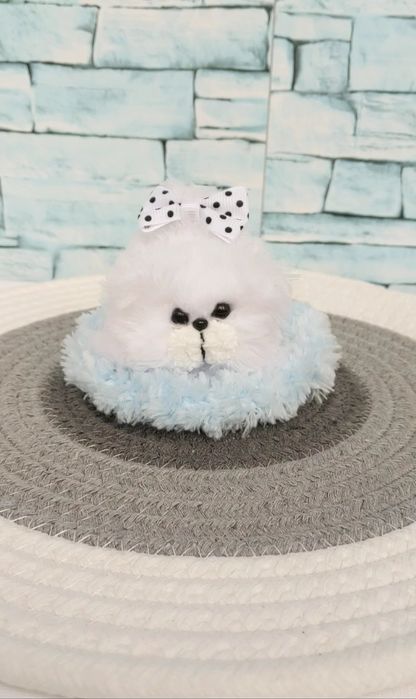 Кошенята, бразкальце їжачок та інші