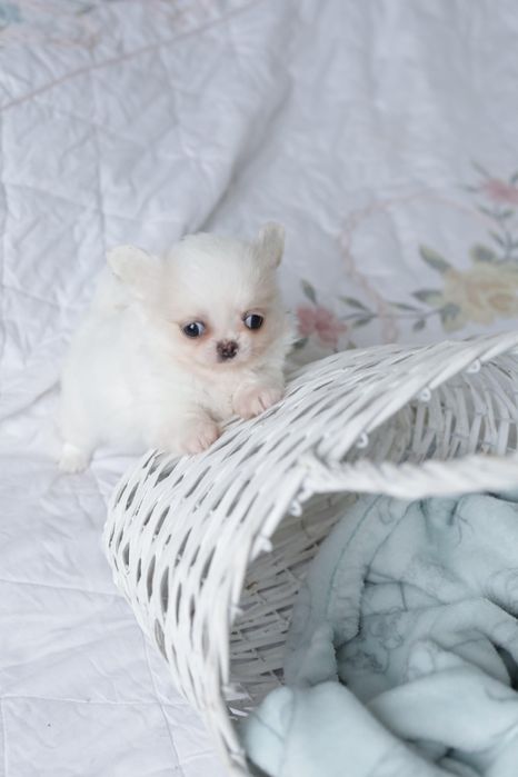 Chihuahua fci chłopak długowłosy