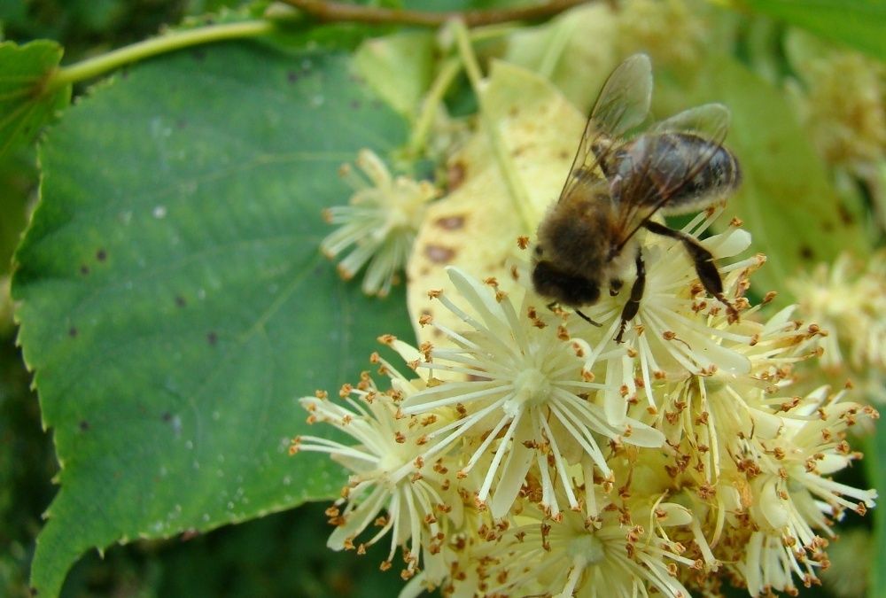 Lipa Szerokolistna (Tilia Platyphyllos) obwód 8-10cm, donica 40-60l