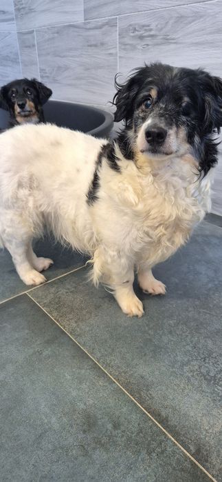 Piesek okolo 6 lat