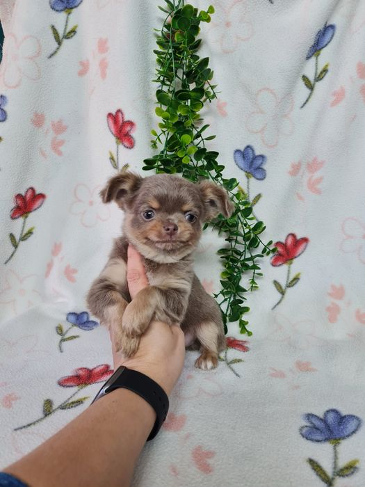 Excecional menino mini pelo comprido Chihuahua/Chiuaua de Qualidade