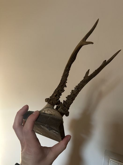 Trofea myśliwskie – parostki kozła sarny 6 sztuk