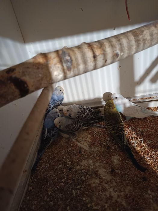 Papugi faliste młode