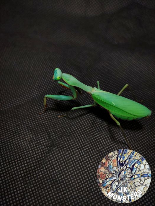 Modliszka Hierodula majuscula+gratisy