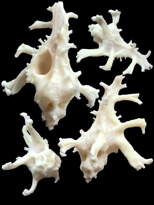 Морська ракушка Homalocantha zamboi 54.0 мм Колекційні рідкісні мушлі