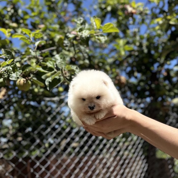 шикарна дівчинка шоу классу