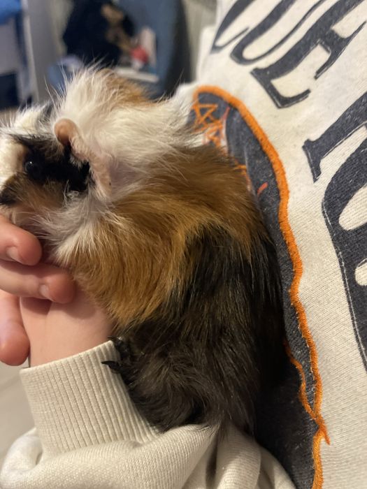 Swinka morska rozetka