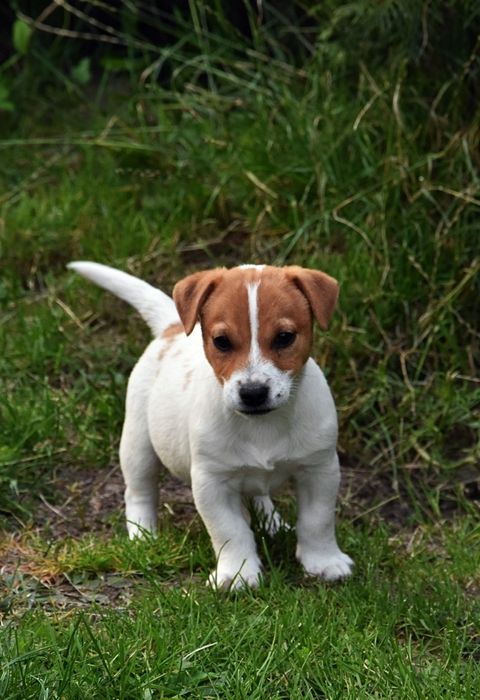 Jack Russell Terrier piesek !