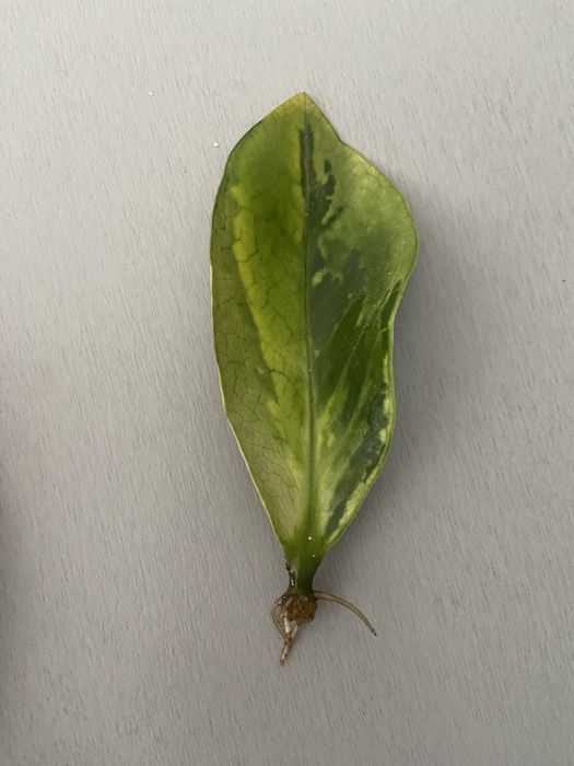 Zamiokulkas variegata, młody sadzonek