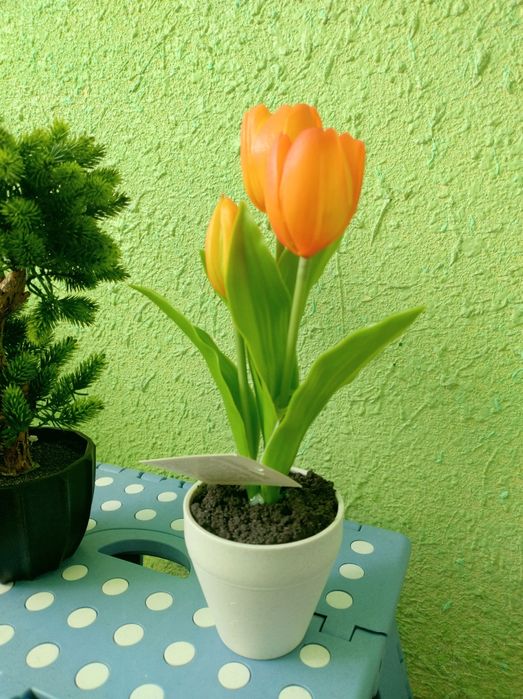 Kwiat drzewko tulipany