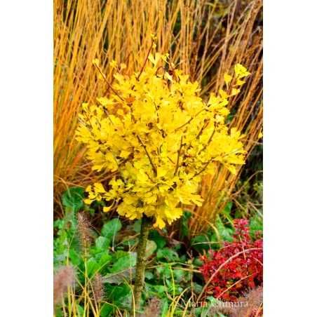 Miłorząb "Baldi" szczepiony na pniu, rzadka odmiana.