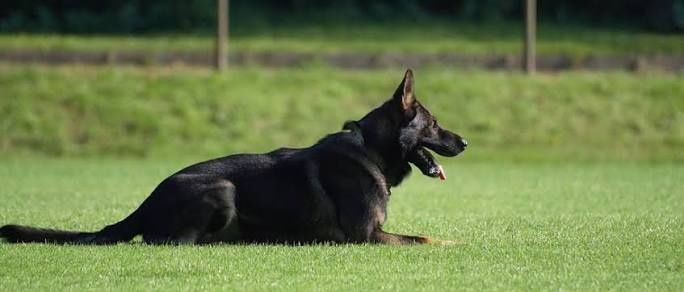 КІНОЛОГ. Дресировка собак. Є виїзд.