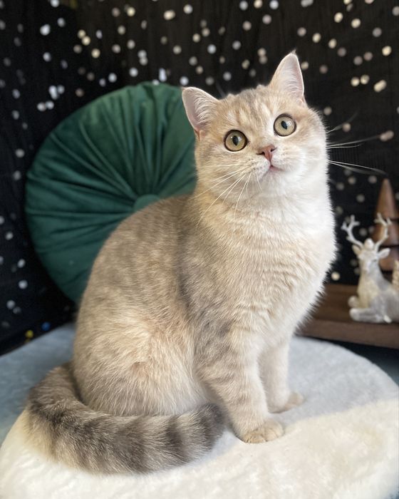 Шотландські котики