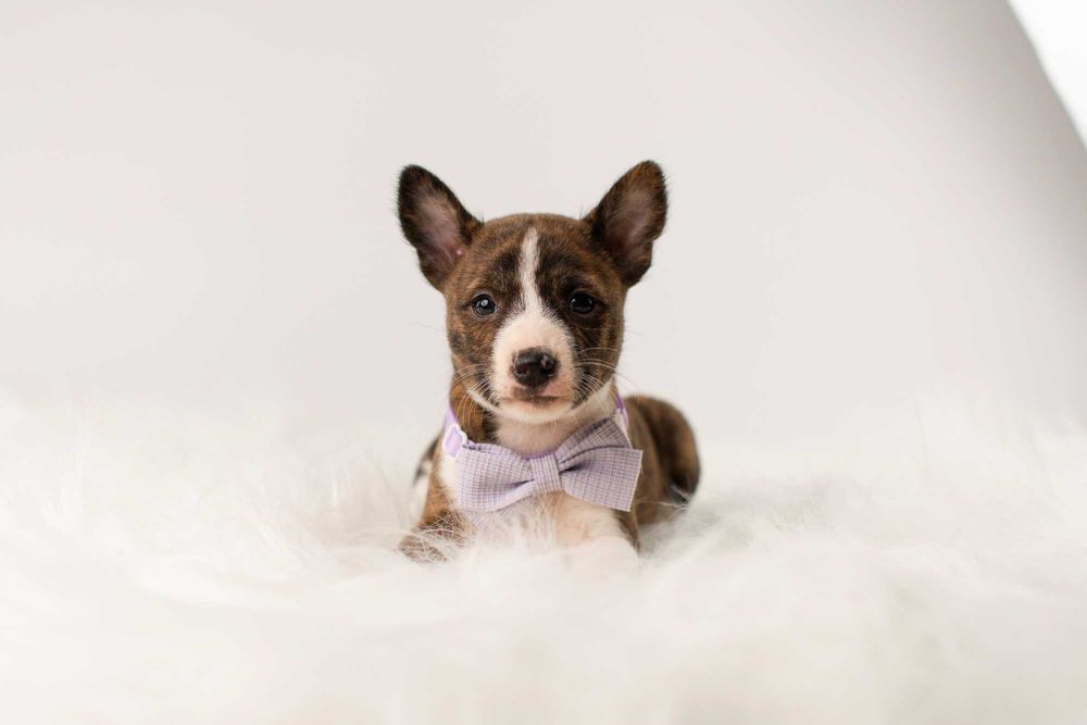 Pręgowane szczenięta Basenji