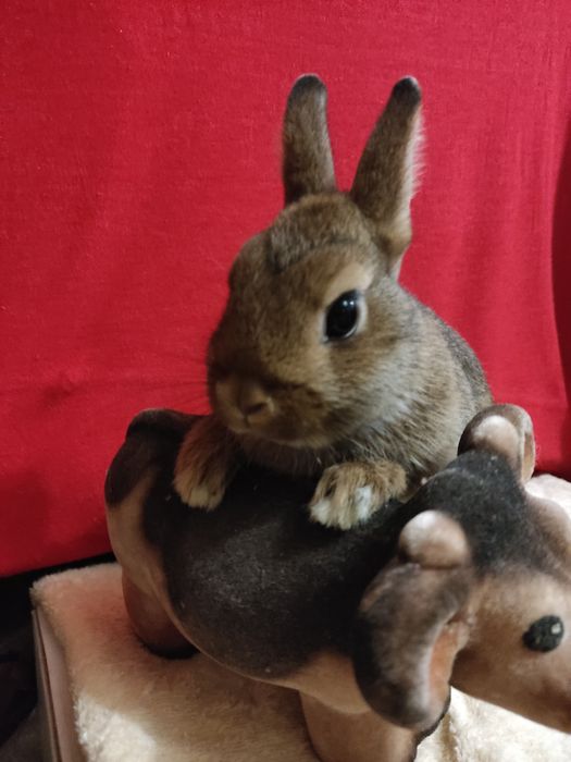 Кролик Мини карликовий