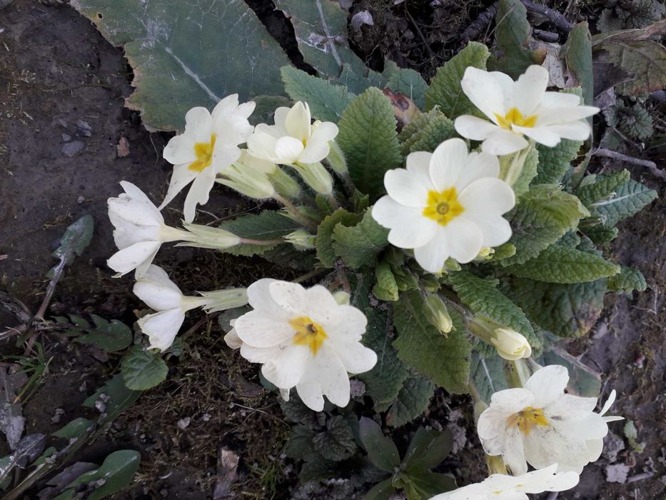 Примула садова багаторічна