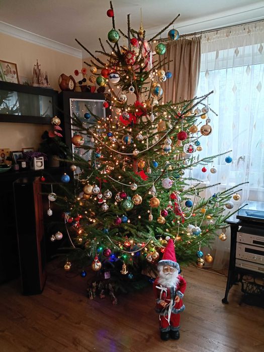 Choinki, świerki Ostróda