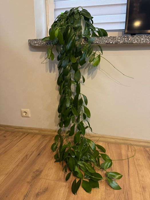 Duża Hoya OBSCURA - cała sadzonka!