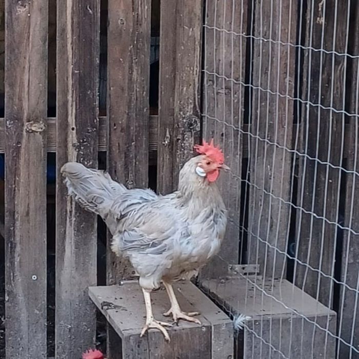 Galo Leghorn 5 meses