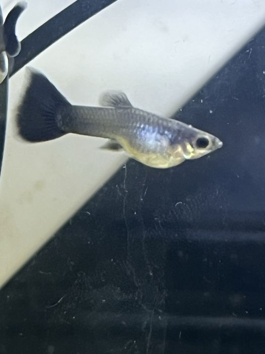 Gupik - 3 samce odpad poselekcyjny