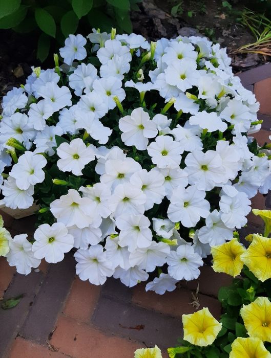 Петунія Тайдал Tidal