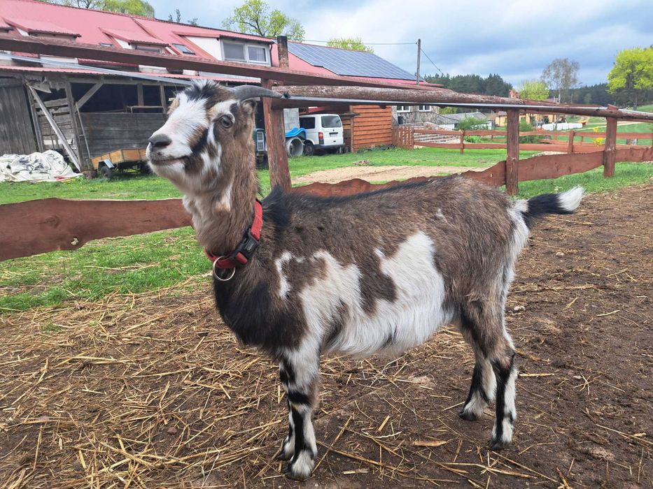 Młode kózki na sprzedaż