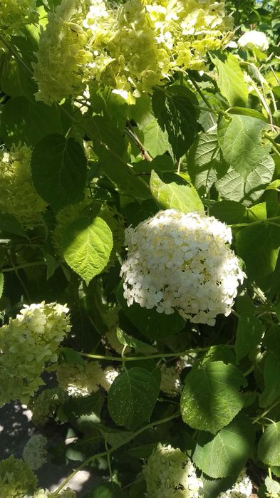 Гортензии 4 вида-метельчатая,широколистная,вариегатная,Анабель