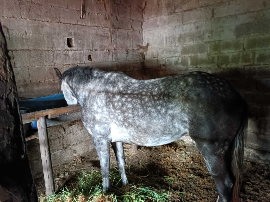 Passeio e batismo a cavalo