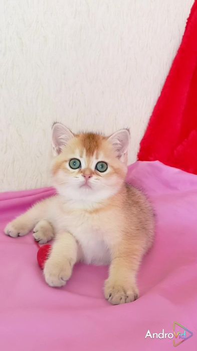 Очень ласковый котик золотая шиншилла