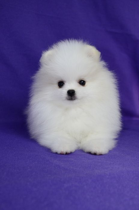 Померанський шпіц. Хлопчик.