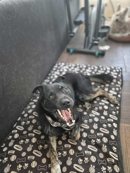 Leon młody nieduży pies szuka domu pies psy