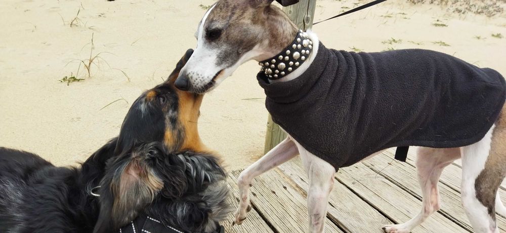 Hospedagem Familiar  Cães/ Creche/ Passeios (VNG)