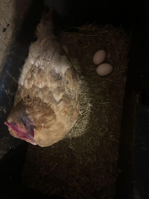 Swojskie  jajka od kurek