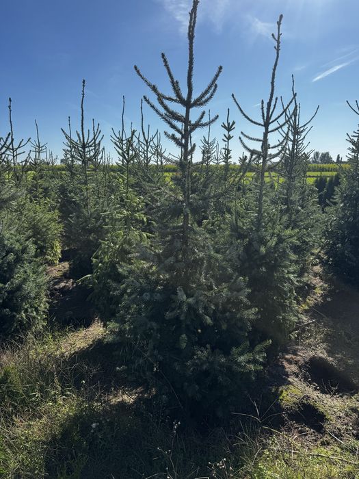 Swierk serbski zalesienia