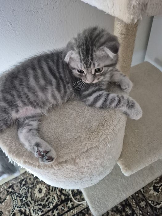 Gatinho Scotish Fold