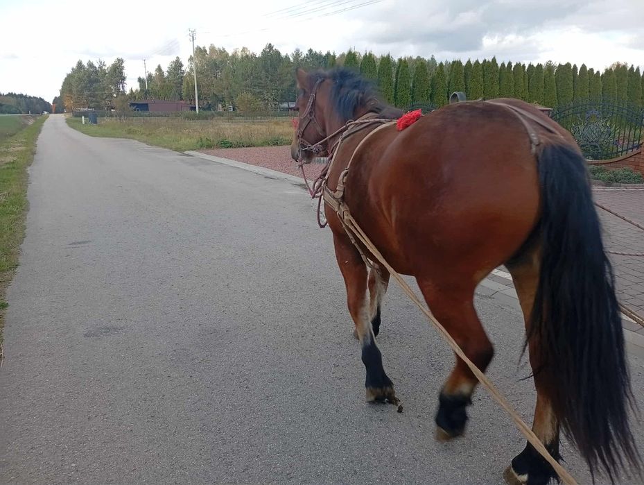 Sprzedam klacz zimnokrwistą