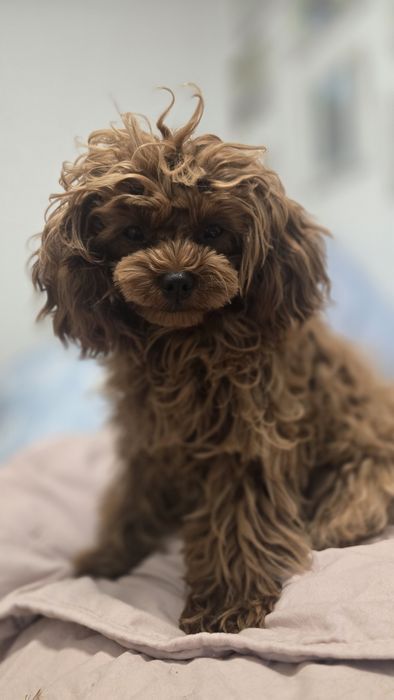 Cavapoo F1b sunia