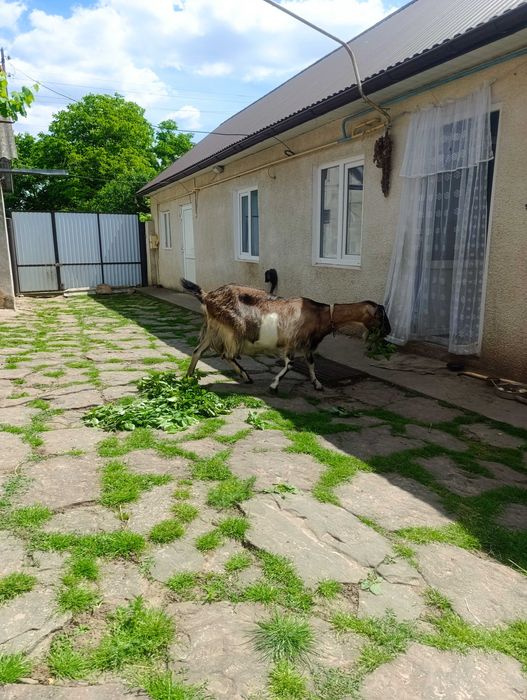 Продається коза після другого окоту