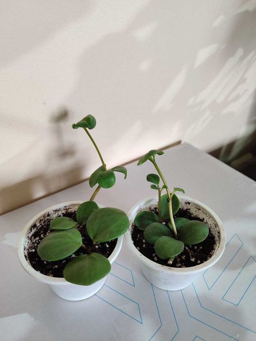 Пеперомії, філодендрон, сингоніум frosted heart